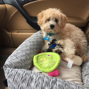 Meet your Posher, Dulce